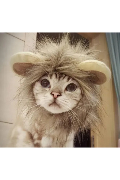 Petza قبعة الأسد القط