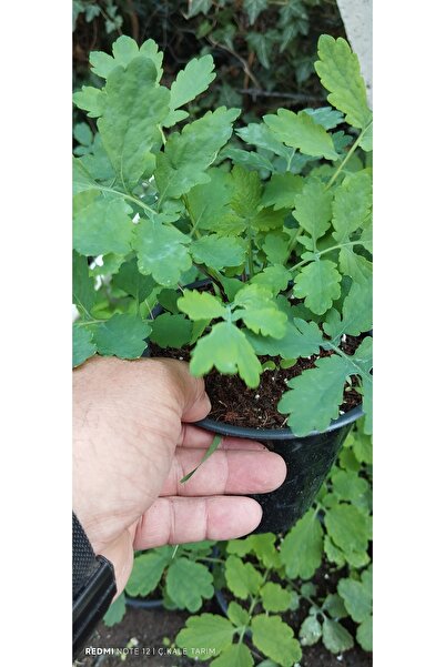 Hınzır Saksıda Kırlangıç Otu