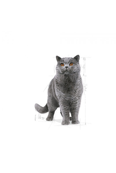 Royal Canin British Shorthair Için Kuru Kedi Maması 4kg