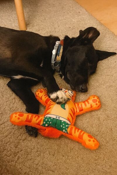 Havhav Mihav Sesli Köpek Oyuncağı | Vikvik ve Hışırtılı Turuncu Kedi Şekilli Aktivite Oyuncağı