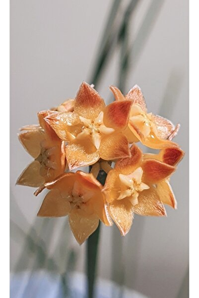 PLANT Hoya Spartioides Mum Çiçeği