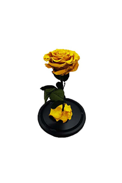 velve Trandafir Criogenat in cupola pe pat de petale si accesorii, galben, Ga...