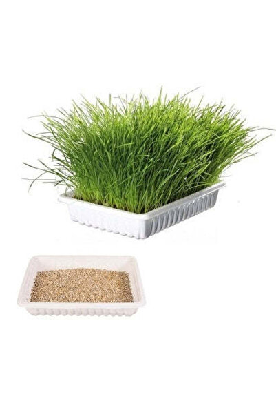 Trixie Cat Grass in Tray for Cats - 100G