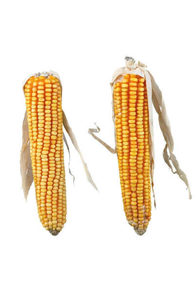 Trixie Maize Cobs with Husk Small Pet Treats 250G