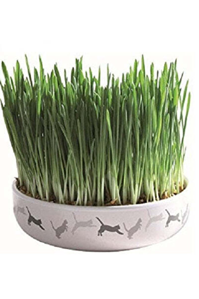 Trixie Cat Grass in Ceramic Bowl for Cats 50G