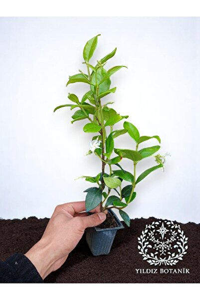 Mimoza Arap Yasemini Sarmaşığı Fidanı Rhyncospermum Jasminoides 20-30 Cm