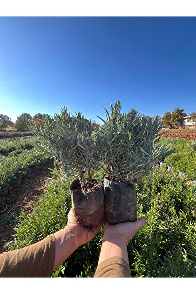 Onites Lavanta Fidesi Tüplü 4 Adet Canlı Bitki, Bahçe Ve Peyzaj İçin Dolgun
