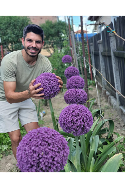 Bulbi și Plante BULB ALLIUM GIGANT