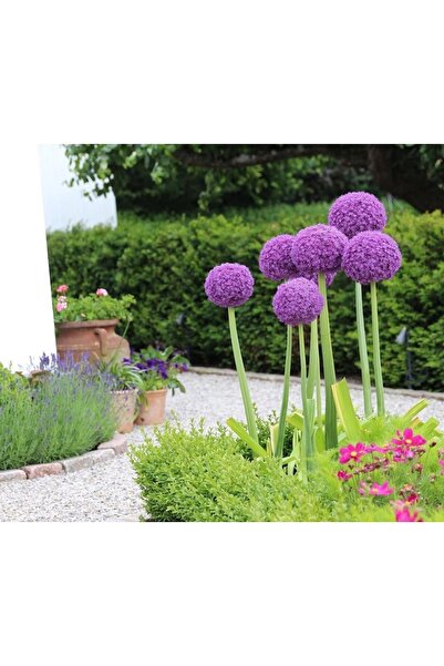 Bulbi și Plante BULB ALLIUM GIGANT