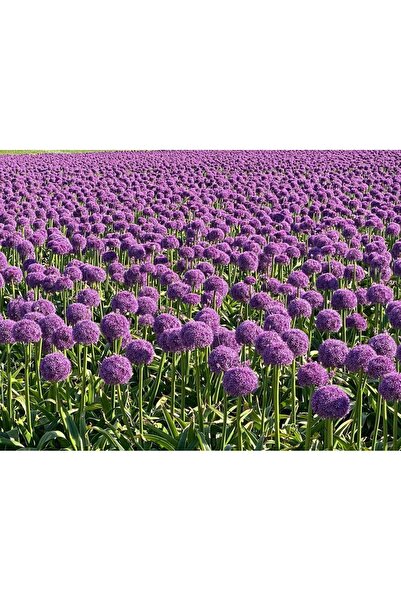 Bulbi și Plante BULB ALLIUM GIGANT