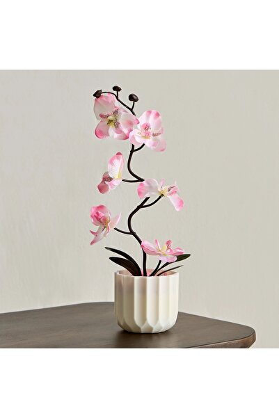 Generic نبات تاريا الزهري في وعاء - 11×11×25 سم