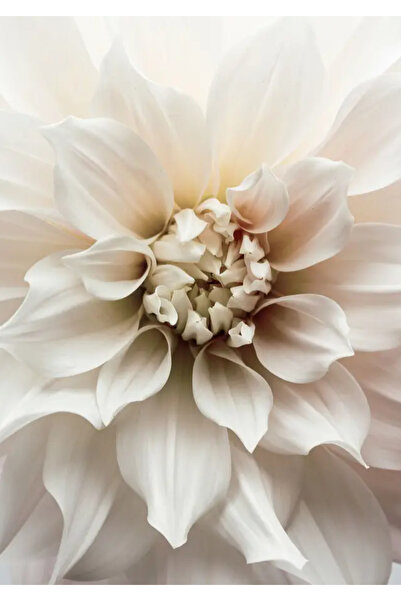 Harikabirev HARİKABİREV|SOFT BEYAZ-KREM TON ÇİÇEKLER MODELİ |ÇERÇEVELİ CAM TABLO 3LÜ DİKEY