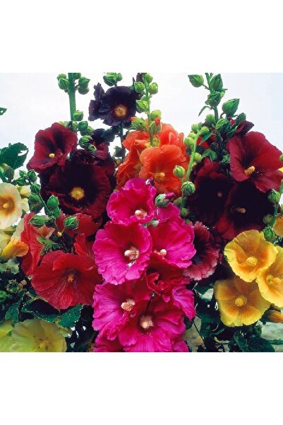 prestijiseed 20 Adet Karışık Renk Hatmi Çiçeği Tohumu Gülhatmi Çiçeği Tohumu Bataklık Ebegümeci Tohumu