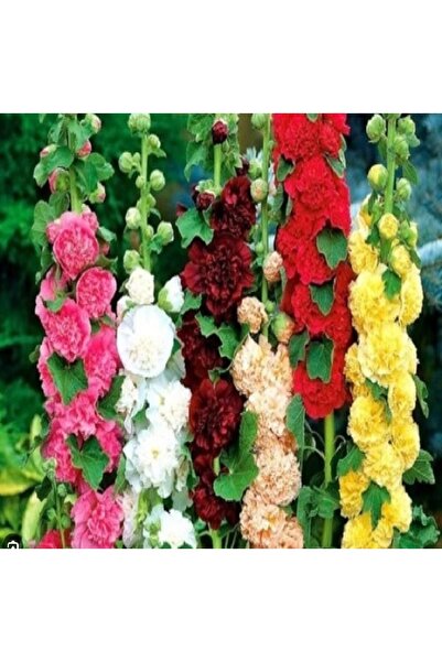 prestijiseed 50 Adet Karışık Katmerli Gülhatmi Çiçeği Tohumu Ağaç Hatmi Çiçek Tohumu