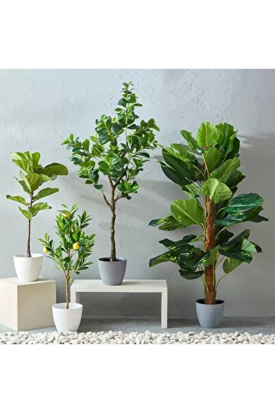 Generic Alicia Lemon Tree with Pot - 45x39x90 cm
