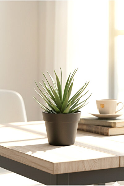 FH finehome Aloe Siyah Saksıda Aloevera