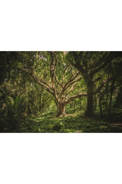 GRELYS PRINT Tablou Canvas, Jungla, 90 x 60 cm, Rama lemn, Multicolor