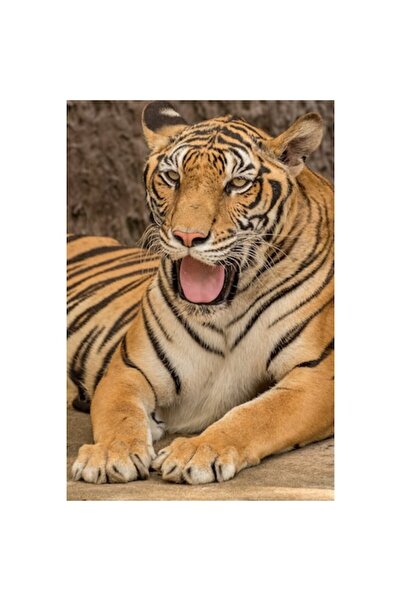 GRELYS PRINT Pictură pe pânză, Tigru, 60 x 90 cm, Ramă din lemn, Multicolor