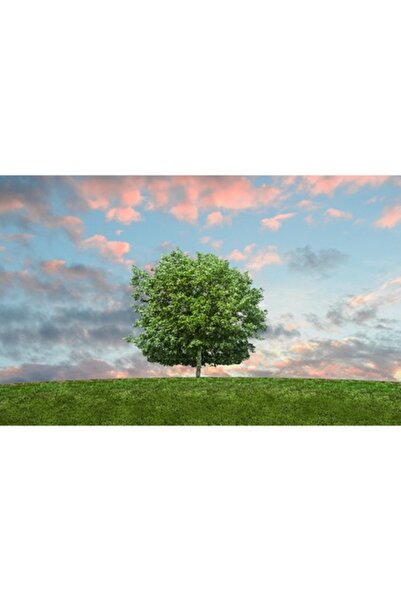 GRELYS PRINT Pictură pe pânză, Copac verde, 80 x 50 cm, Ramă din lemn, Multic...