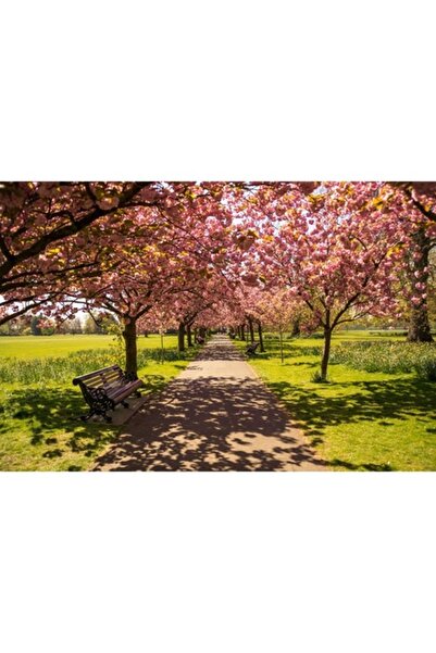 GRELYS PRINT Pictură pe pânză, Bancă în parc, 90 x 60 cm, Ramă din lemn, Mult...