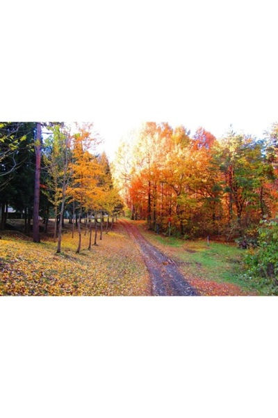 GRELYS PRINT Tablou Canvas, Toamna, Frunze galbene, Carare, 80 x 50 cm, Rama ...