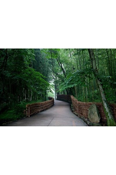 GRELYS PRINT Tablou Canvas, Alee prin padure, 80 x 50 cm, Rama lemn, Multicolor