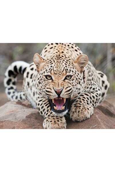 GRELYS PRINT Pictură pe pânză, Leopard, 80 x 60 cm, Ramă din lemn, Multicolor