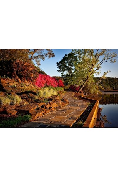 GRELYS PRINT Tablou Canvas, Toamna in parc, 80 x 50 cm, Rama lemn, Multicolor