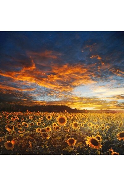 GRELYS PRINT Pictură pe pânză, Câmp de floarea-soarelui, Apus de soare, 70x70...