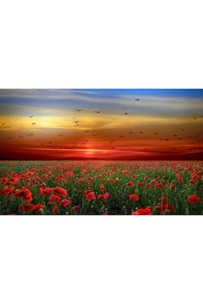 GRELYS PRINT Tablou Canvas, Apus de soare, Camp de maci, Pasari, 80 x 50 cm, ...