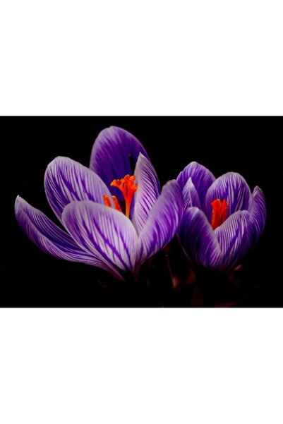 GRELYS PRINT Tablou Canvas, Branduse, 90 x 60 cm, Rama lemn, Multicolor