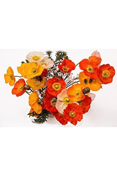 GRELYS PRINT Pictură pe pânză, Buchet de flori, Maci, 60 x 40 cm, Multicolor