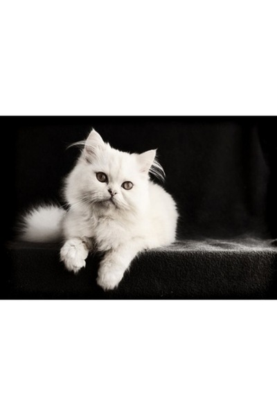 GRELYS PRINT Tablou Canvas, Pisica alba, 60 x 40 cm, Rama lemn, Multicolor