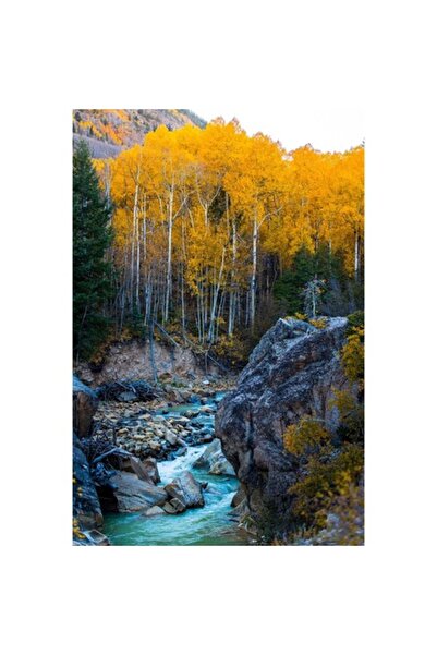 GRELYS PRINT Tablou Canvas, Padurea galbena, 60 x 90 cm, Rama lemn, Multicolor