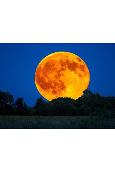 GRELYS PRINT Pictură pe pânză, Lună Plină, Copaci, 80 x 60 cm, Ramă din lemn,...