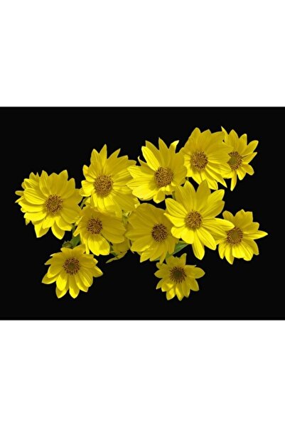 GRELYS PRINT Pictură pe pânză, Galben de vară, 80 x 60 cm, Ramă din lemn, Mul...