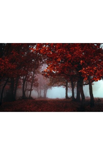 GRELYS PRINT Tablou Canvas, Copaci, Padure, Ceata, Frunze rosii, 90 x 60 cm, ...