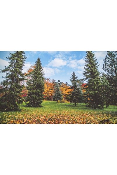 GRELYS PRINT Tablou Canvas, Toamna colorata 2, 80 x 50 cm, Rama lemn, Multicolor