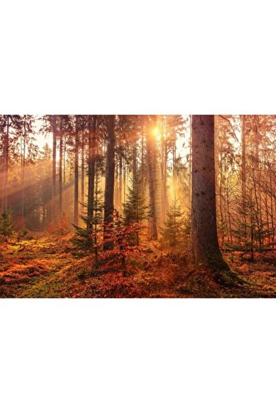 GRELYS PRINT Pictură pe pânză, Toamnă, Pădure, Raze de soare, 90 x 60 cm, Ram...