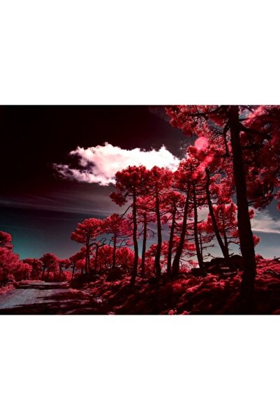 GRELYS PRINT Pictură pe pânză, Copaci roșii, Nor alb, 80 x 60 cm, Ramă din le...