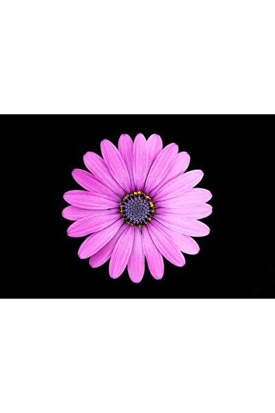 GRELYS PRINT Tablou Canvas, Pink, 80 x 50 cm, Rama lemn, Multicolor