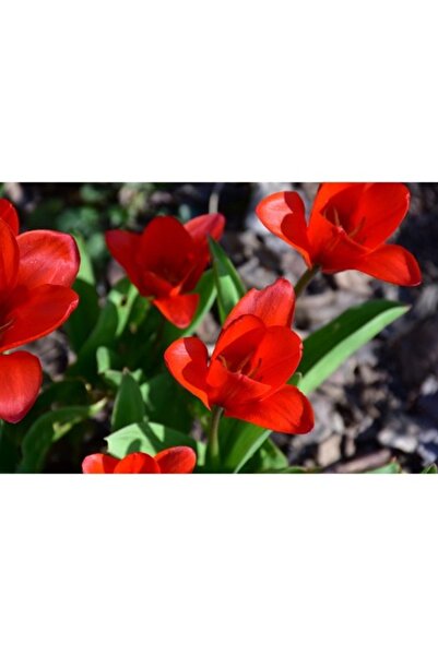 GRELYS PRINT Tablou Canvas, Lalele rosii inflorite, 80 x 50 cm, Rama lemn, Mu...