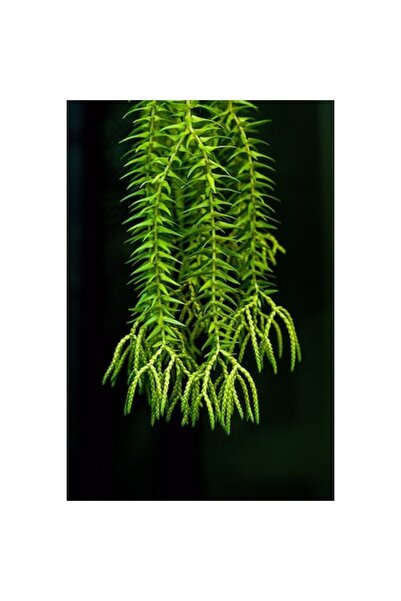 GRELYS PRINT Pictură pe pânză, Verde deschis, 60 x 90 cm, Ramă din lemn, Mult...