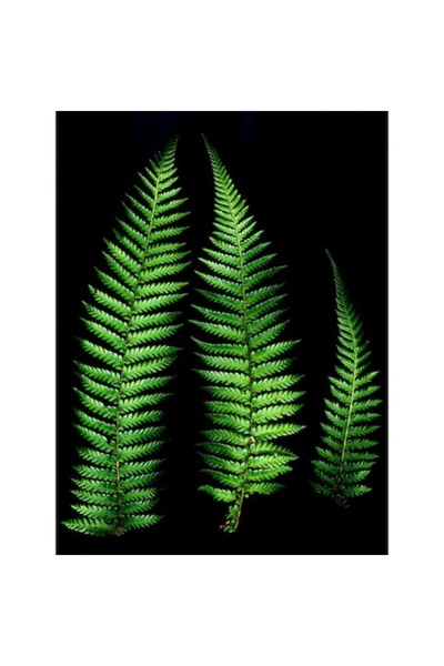 GRELYS PRINT Tablou Canvas, Verde crud, 60 x 80 cm, Rama lemn, Multicolor