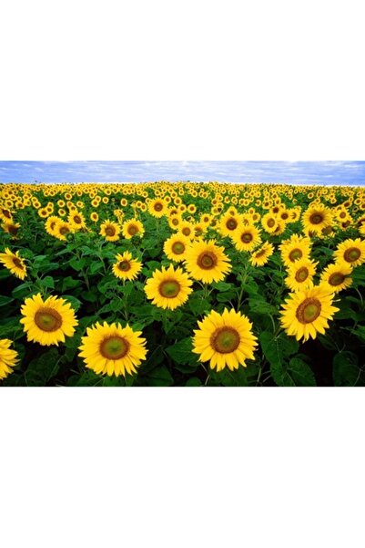 GRELYS PRINT Tablou Canvas, Camp de floarea soarelui 3, 80 x 50 cm, Multicolor