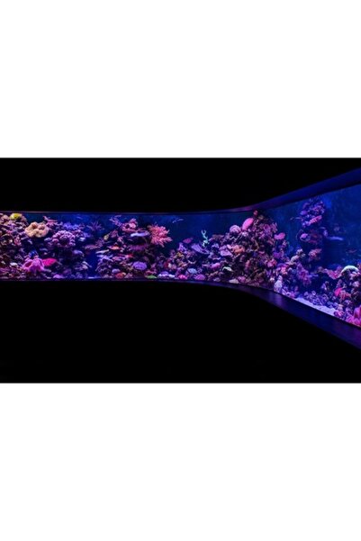 GRELYS PRINT Pictură pe pânză, Acvariu, 80 x 50 cm, Ramă din lemn, Multicolor