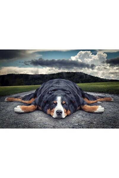 GRELYS PRINT Tablou pânză, Câine, Cer înnorat, 90 x 60 cm, Ramă din lemn, Mul...