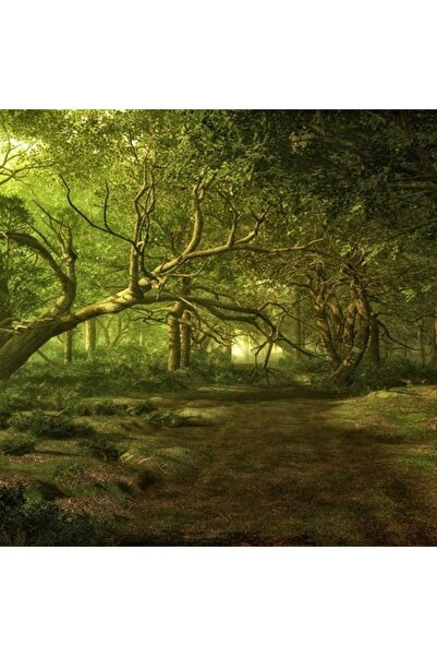 GRELYS PRINT Tablou Canvas, Padure, Copac, 70 x 70 cm, Multicolor