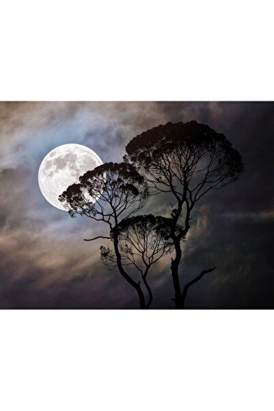 GRELYS PRINT Tablou Canvas, Feerie, 80 x 60 cm, Rama lemn, Multicolor