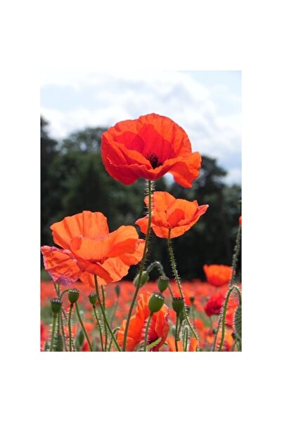 GRELYS PRINT Tablou Canvas, Maci rosii 11, 50 x 70 cm, Rama lemn, Multicolor